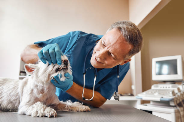 Best Weekend Emergency Dental Services in Montpelier, IN